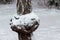 Chaga on a birch tree