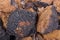 Chaga (Inonotus obliquus) closeup