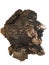 Chaga Inonotus obliquus in Latin, also clinker polypore, black mass, birch canker polypore is medicinal fungus in