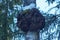 Chaga (Inonotus obliquus) mushroom on the trunk of a birch tree.
