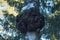 Chaga (Inonotus obliquus) mushroom on the trunk of a birch tree.