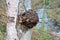 Chaga mushroom on birch near mountain creek