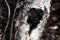 Chaga Mushroom On Birch Tree Stock Photo. Chaga Mushroom growing on the side of a birch tree. Image. Picture. Portrait