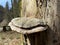 Chaga mushroom Fomitopsidaceae family on a dried tree trunk in a subalpine forest, Schwarzenberg LU - Switzerland / Schweiz