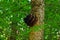 Chaga Mushroom growing on a Birch Tree