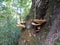 chaga mushroom growing on a tree trunk