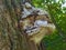 A Chaga Mushroom Has Grown On the Trunk of an Old Elm Tree, Outwardly Resembling the Head of a Leopard