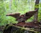 Chaga mushroom or inonotus obliquus fungus on birch tree