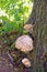 Chaga mushroom or inonotus obliquus fungus in birch tree