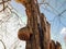 A chaga mushroom in the shape of a festive hat is hanging on a tree.