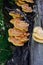 Chaga mushroom on a tree trunk. Yellow mushrooms inonotus obliqu