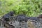 Chaga mushrooms on fallen birch tree