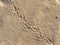 The chain of a bird or pigeon tracks on the wet sea sand