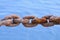 Chain damaged from many rust, An Old Rusty Naval Chain.