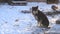 Chain dog mongrel sitting in snow