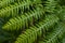 Chain fern details. Green and nature