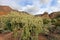 Chain Fruit Cholla cactus in Organ Pipe Cactus National Monument, Arizona, USA