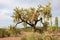 Chain Fruit Cholla cactus in Organ Pipe Cactus National Monument, Arizona, USA