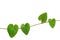 Chain of heart-shaped green leaf vine, Raphistemma hooperianum (