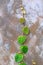 Chain of heart -shaped green leaves on exterior concrete wall.