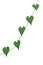 Chain of heart-shaped green thin leaf wild vine isolated on whit