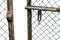 Chain-Link Fence Gate