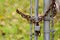 Chain link fence gate secured with rusted chain and padlock