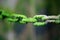 Chain links covered in green water weed with selective focus