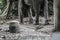 Chain locked leg of elephant with dark tone selective focus.