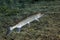 Chain Pickerel - Profile