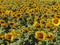 chain with sunflower in the summer. in Maramures county, Romania