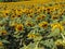 chain with sunflower in the summer. in Maramures county, Romania