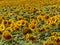 chain with sunflower in the summer. in Maramures county, Romania