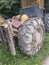 Chain on the wheels of a skidder, i.e. a tractor for skidding wood in difficult mountain terrain and with earthen ground