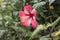 Chaina rose,hibiscus flower on white background