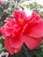 Chaina rose looks beautiful