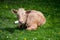 Chained brown calf resting on a pasture