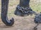 Chained - Elephant legs tied with a iron chain