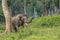 Chained elephant trunk up in Dubare Elephant Camp, Coorg India.