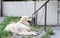 Chained Golden Retriever dog relax