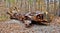 Chainsaw Art in William B. Umstead State Park