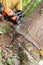 Chainsaw being held by forestry worker making a cut into a tree