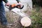 Chainsaw blade cutting log of wood