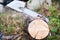 Chainsaw blade cutting log of wood