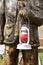 Chainsaw carving with a brakeman holding a red kerosine lantern