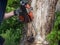 Chainsaw. Close-up of adult man with woodcutter sawing chain saw in motion, sawdust fly to sides. Chop and saw down