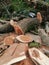 Chainsaw cut wood slabs, acasia tree