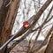 Chainsaw on the end of a pole actively cutting a tree limb