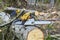 Chainsaw with gloves on tree in destroyed forest