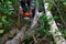 A chainsaw is sawing a birch and aspen forest.